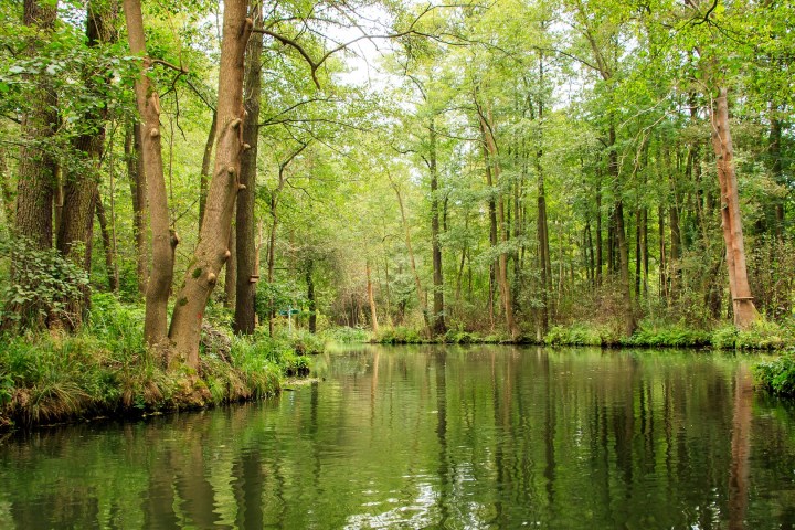 Foto von einem Fluss und umsäumt von Bäumen